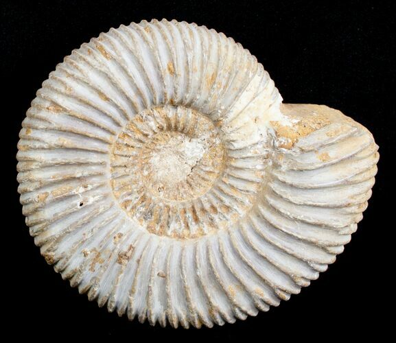 Inch Perisphinctes Ammonite - Jurassic #3650